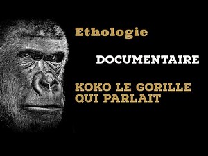 Documentaire - éthologie - conversations avec koko la gorille qui parlait le langage des signes.