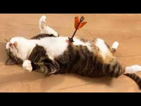 1 HOUR FUNNY CATS COMPILATION 2022 😂| The Best Funny Cat Videos!😸 😸