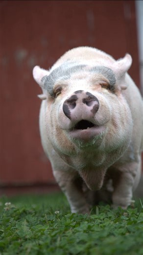 44 reactions · 4 comments | Clara, our 16 year old pot belly pig, was...