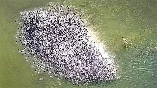 Clever coots team up to fend off eagle attack on Polish lake