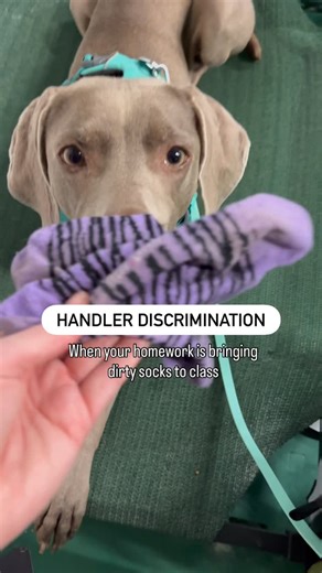 Rain (& Meg) || Dog Sports & Adventures on Instagram: "Nosework - Handler Discrimination (HD) Is where you bring an item of clothing with your scent on it - gloves or socks are the most common - and you place it in a container/box while in the blind before your turn and your dog needs to find that container. Here is the catch - the judge or someone else’s item of clothing will also be in play in another box. We had never practiced this in a class or really worked on it at home but 2 years ago in