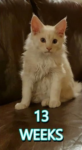 Maine Coon growing up (Oscar, one week to 18 months) #shorts
