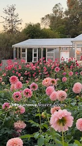 Sharing two little clips that completely capture the magic of our farm! ✨ | Little Lyndoch Flower Farm