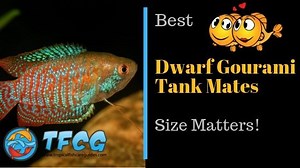 Size Matters: Your Ultimate Guide To The Best Dwarf Gourami Tank Mates