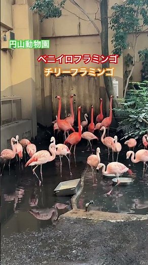 熱帯鳥類館にいる #フラミンゴ たち。赤みが強く大きい方が #ベニイロフラミンゴ 、赤みが薄い方が #チリーフラミンゴ です。