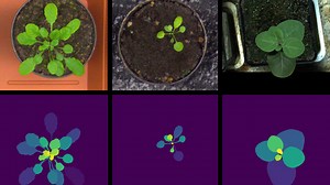 Israeli researchers create smart agritech solution to detect crop stress | The Jerusalem Post