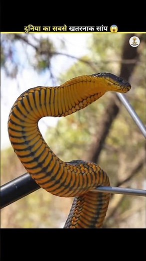 One of the Most Venomous Snakes in the World? 😱