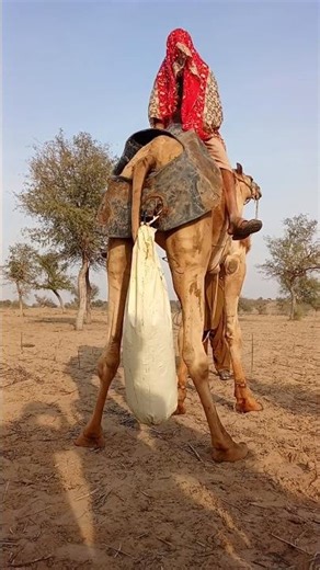 "أصداء ناعمة في صحراء هادئة"