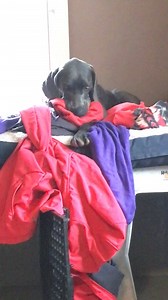 Forgive the grainy video and the mess (It’s Groot’s lair and...well...Groot things), but look how cute Foster Brady is with his nooking and his happy feet! 🐧 🦶 | Iowa Weim Rescue