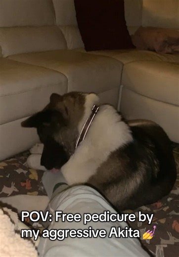 POV: Free pedicure by my aggressive Akita 💀 Bookings now open💅 #akita #americanakita #dogtok #dog #pedicureathome