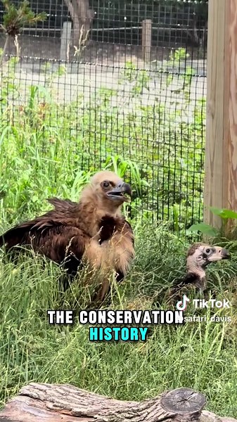 Cinereous Vulture: The Heaviest Old World Raptor