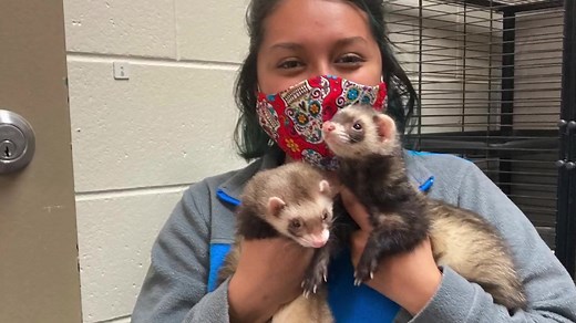 UPDATE: These two were adopted! Remarkably outgoing, this dynamic duo of friendly ferrets are looking to join a new family! These boys love getting attention, especially cuddle time with humans and pets along their head and neck. They have the cutest ferret "slinky" moves, when romping! As ferrets are active, they would require a lot of attention and time out of the cage. Be sure to take the time to ferret-proof your home, as they can squeeze into the tiniest of places. For great tips on having