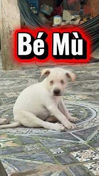 Bé Mù cảm ơn Cô Chú nhiều lắm #tamchoco