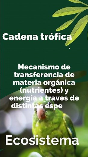 Que son las Cadenas Troficas