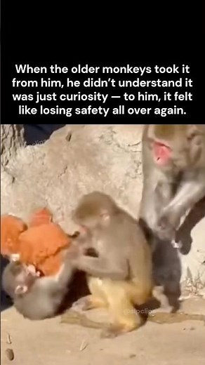 This Monkey is Getting Bullied Again.. #junglelife #wildlife