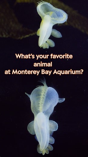 Meet the fin-tastic favorites of our Interpretive Programs team! 🐙🐟 Each of our staff members connects with the ocean in their own way, and their favorite animals reflect that. From the Melibe nudibranch’s sweet scent to the giant Pacific octopus’s masterful multitasking, to the monkeyface prickleback with a name that’s as fun to say as it is to spot, each creature holds a special place in our hearts. 💖 For our team, it’s not just about what’s beneath the surface, but the deep appreciation we