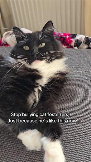 Shy cats are not easy. Doom and Gloom didn't get here magically within a week or two. It took me nearly a YEAR to pet Doom And I made mistakes. So many! But because you don't see those parts, we get all the praise and love (well, except we get a lot of hate for their names.) You didn't see the truly bad parts because honestly? Recording and navigating two cats who are terrified of you is hard. My point is, I keep seeing people being rude both here and in other spaces. Not to just one person or t