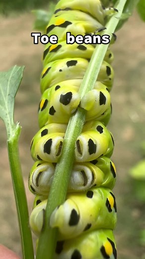 Raising Swallowtail Caterpillars: A Guide to Raise and Release Butterflies