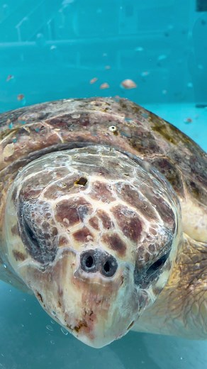 We ✨sea✨ you’re excited for us to get released tomorrow! Watch us hit the beach tomorrow morning at 10am on Juno Beach right behind LMC! | Loggerhead Marinelife Center