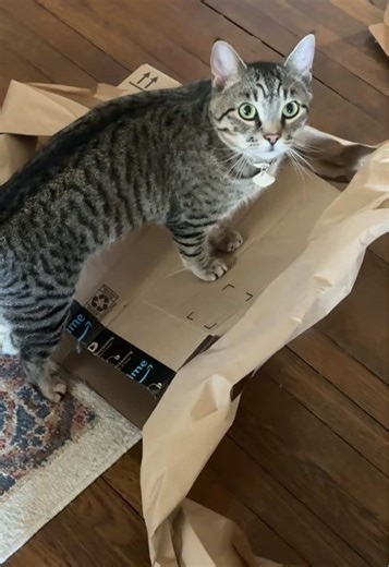 Engaging Cat Activities with Boxes for Enrichment