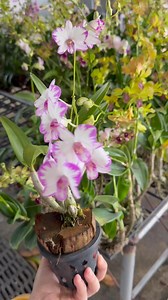 Blooming beauty from Thailand! Meet the Dendrobium Enobi Purple – elegant, vibrant, and a must-have for orchid lovers. PROMO: Get 4 pcs. Special Dendro (assorted colors & with ID tag) for only ₱1,100! Hurry, limited stocks only! Message us to reserve your set today! | Alicia's Secret Garden