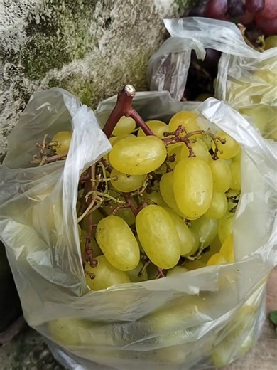 Anggur Berbunga Lagi