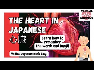 The Heart Anatomy in Japanese: Essential Japanese for the Main Parts of the Heart