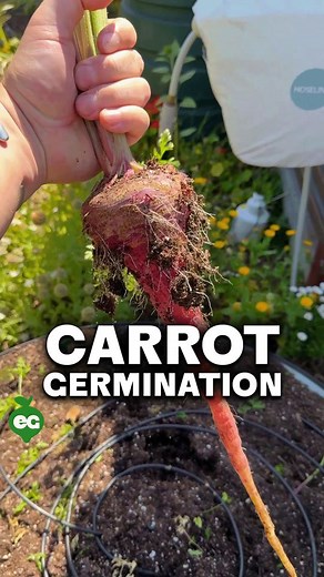 Carrot Germination: The Simple Method That Actually Works
