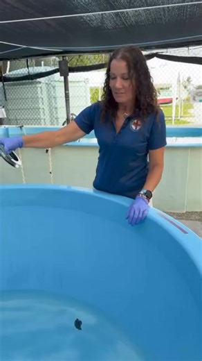 LIVE Leatherback sea turtle hatchling admitted to The Turtle Hospital 🐢❤️‍🩹🙏. Welcome “Liberty”. Please send prayers and healing energies. #seaturtlerescue #seaturtle #seaturtleconservation #rescuerehabrelease #leatherback #hatchling #ConnectAndProtect #compassioniscontagious | The Turtle Hospital