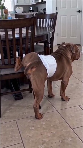 Navigating life with pups means getting that behavioral shifts are often just biological responses.