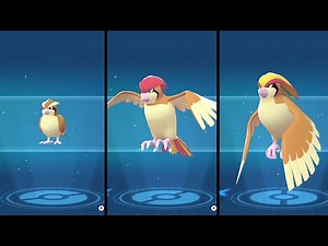 Pidgey Evolution Pokemon - Pokemon Legends Z-A