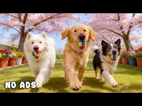 24 Hours of Dog TV for Dogs to Watch 🐶🎵 Anti Stress Music for Running Dogs & Relaxation 🌱🐾