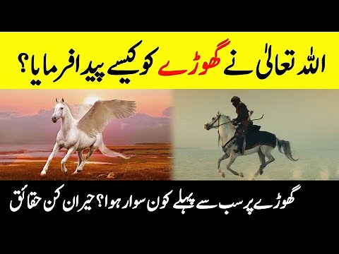 How Did Allah Created Horses 🐎 ? || Who Was The First Horse Rider? || Mysterious Facts About Horses