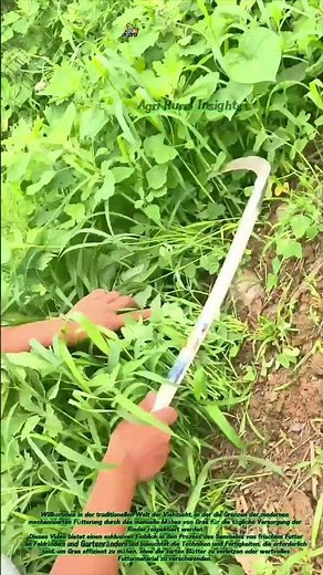Gras mähen für die Viehfütterung: Die Kunst, frisches Futter von Hand zu ernten