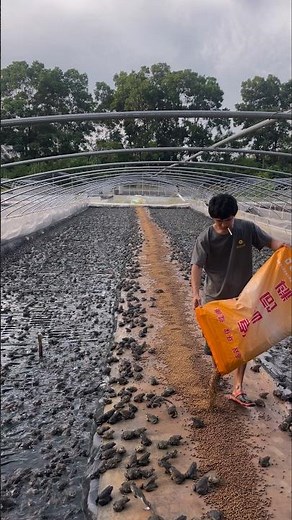 Farmer Spreads Feed for Thousands of Farm-Raised Toads 👀