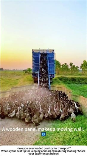 Loading Ducks onto a Truck – Calm Herding for Transport 🦆🚛