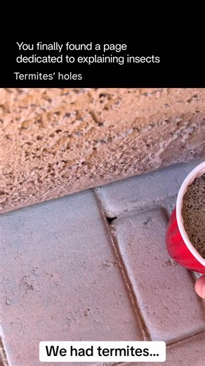 Explaining Insects 🦋 on Instagram: "Termite holes are small openings created when termites tunnel through wood or walls. They’re usually: • Tiny and round or oval — often just a few millimeters wide • Hidden — found in beams, furniture, floors, or walls • Exit or ventilation holes — used to release swarmers or regulate airflow • Paired with mud tubes or frass — depending on the termite species • So profound that they extend deep inside the structure — forming long, hollow galleries that can run