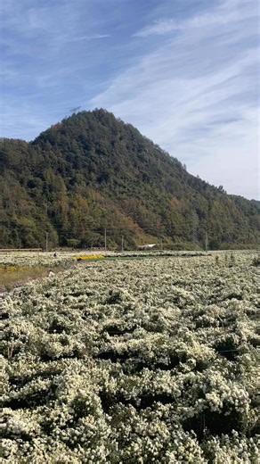 4.3K views · 61 reactions | Across the autumn fields of Huangshan, white chrysanthemums sway gently in the breeze. Here, nature paints serenity in every petal. ✨ #VisitHuangshan #HuizhouCulture #AutumnInChina #BeautifulChina #NatureLovers 秋天的黄山，田野里白菊随风摇曳。 每一片花瓣，都是自然静美的画笔。✨ #黄山旅游 #徽州文化 #秋日黄山 #自然风光 #中国之美 | Go Great Huangshan Mountain | Facebook