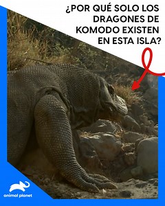 23K views · 486 reactions | Descubre el fascinante enigma de los Dragones de Komodo, una especie única en el mundo que solo se encuentra en la isla de Komodo en Indonesia | Animal Planet Latinoamérica | Facebook