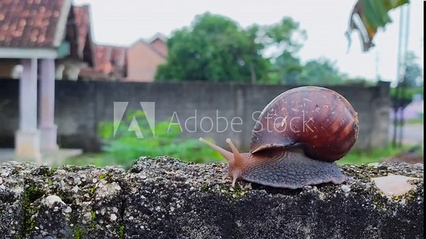 Snail coming out of shell. Snail crawling on the cement fence time lapse. Fast forward
