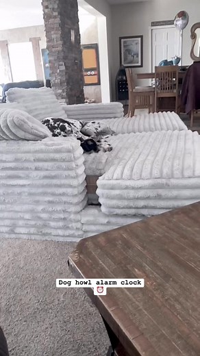 524K views · 25K reactions | Tuesday morning howling dog alarm clock! Tiny Tim says it’s time to get up and get this day started  We hope y’all have a wonderful day 珞#dogreels #cutedogs #goodmorning #howlingdog #cuteanimals #dogsofinsta | Euro Dane Bros | Facebook