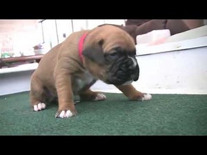 Boxer Puppies Poop