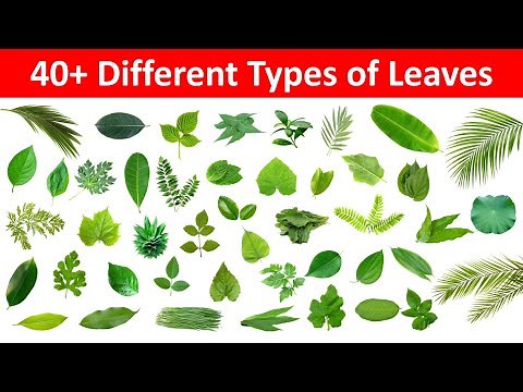 Leaves Name in English and Hindi | Different Types of Leaves with Name and Picture | Name of Leaves
