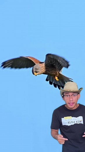 Kestrel #fyp #facts #kestrel #animals #kuyabubbles