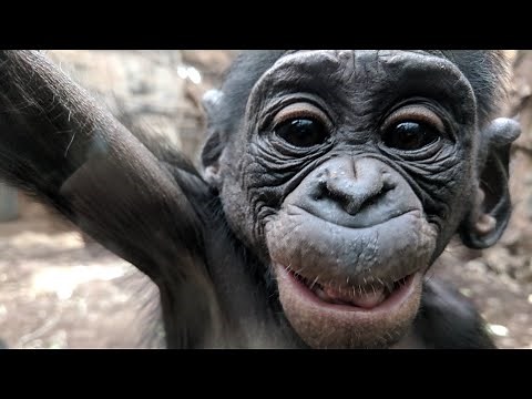 #Bonobos Make Love Not War