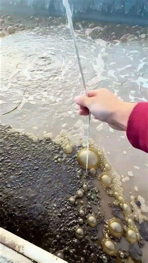 Greenhouse Shrimp Farm : Checking Health with a Feeding Tray