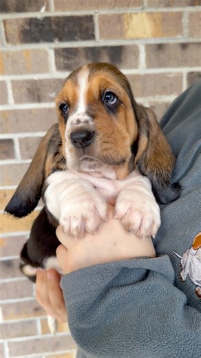 Maple Street Ursula (Female) She is such a Lovebug! Look at her gentle expression and sweet tail wags 💕 | Maple Street Bassets