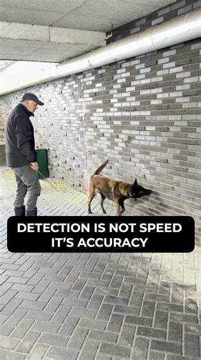 👇 My trick to make my dog find money, explosives, and narcotics. Most trainers want their dog to search TOO intensely and actively. Their dogs run around the entire area looking for targets… Instead of being VERY focused on a small area. ^ Since we’re often searching for very small scent sources – your dog can’t be hectic. How do we avoid that? With a training stick. You show your dog where you want it to go… And make sure that the dog frequently encounters success when you point. Your dog will