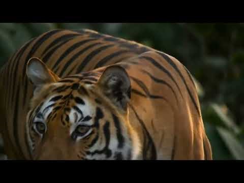 Tiger Sound | Real Animal Sounds