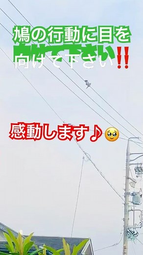 【オスの鳩のプロポーズは成功するでしょうか？】#鳩#鳩の求愛行動#プロポーズ#愛情 #永遠#せつない #ショート動画 #惹き合う